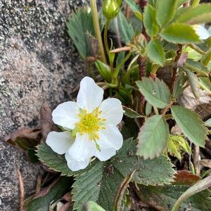 Meet your Posher, Dohee